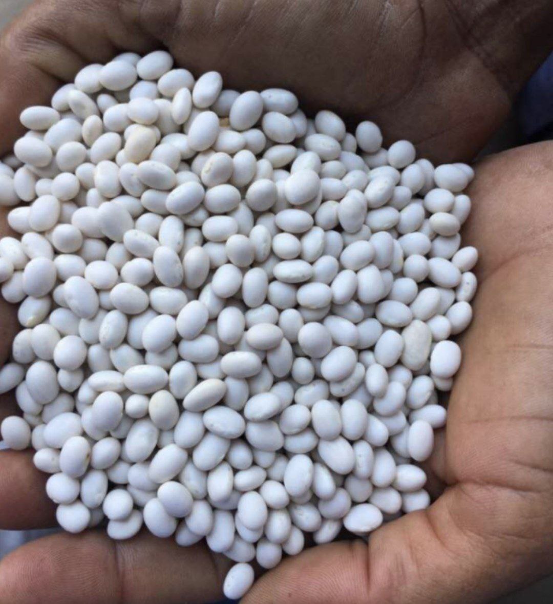 White pea